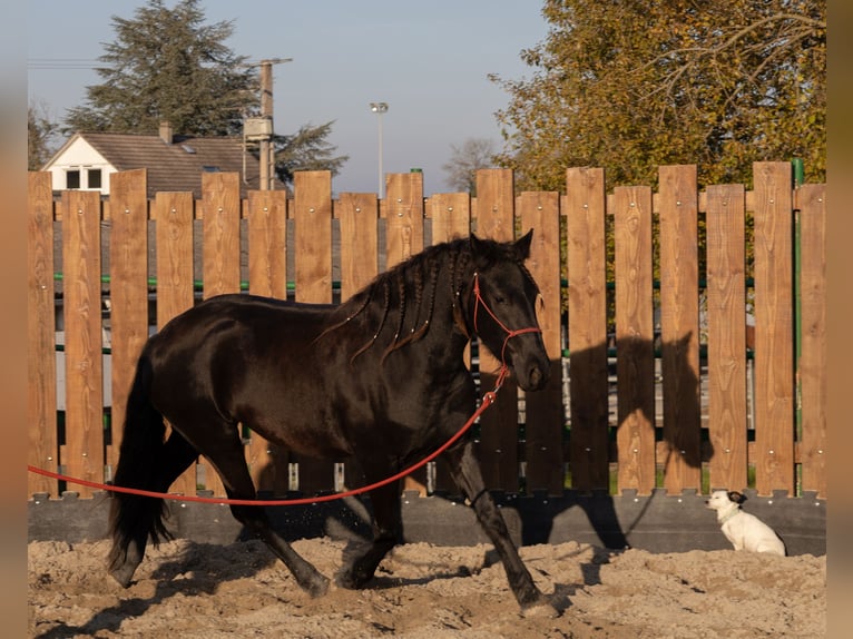 Fries paard Merrie 3 Jaar 155 cm Zwart in Kappelen