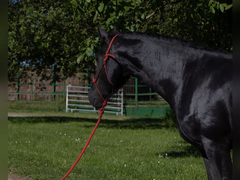 Fries paard Merrie 3 Jaar 155 cm Zwart in Kappelen