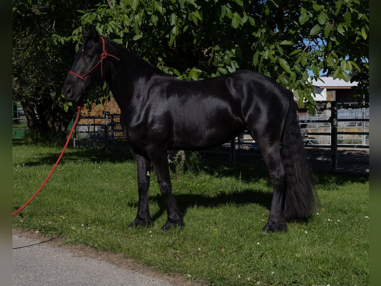 Fries paard Merrie 3 Jaar 155 cm Zwart in Kappelen