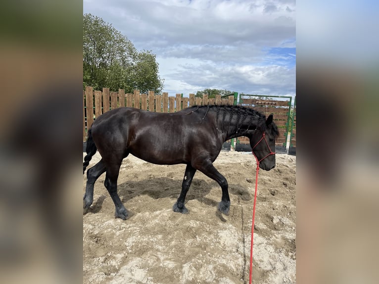 Fries paard Merrie 3 Jaar 155 cm Zwart in Kappelen