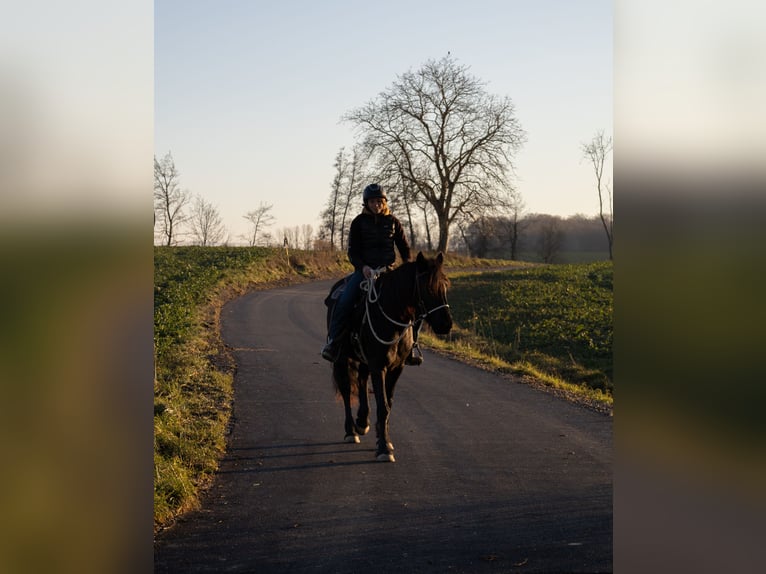 Fries paard Merrie 3 Jaar 155 cm Zwart in Kappelen