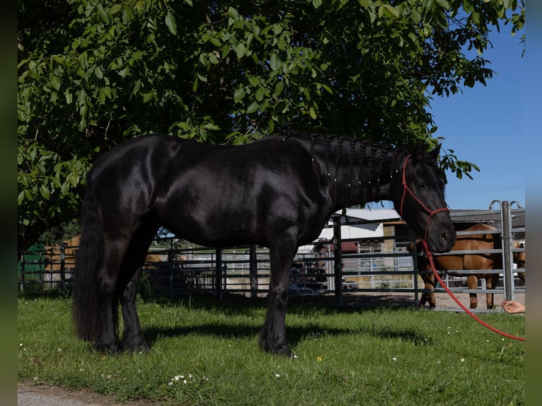 Fries paard Merrie 3 Jaar 155 cm Zwart in Kappelen