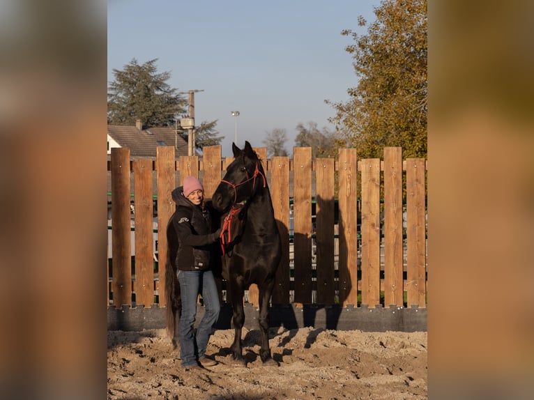 Fries paard Merrie 3 Jaar 155 cm Zwart in Kappelen