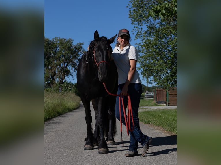 Fries paard Merrie 3 Jaar 155 cm Zwart in Kappelen