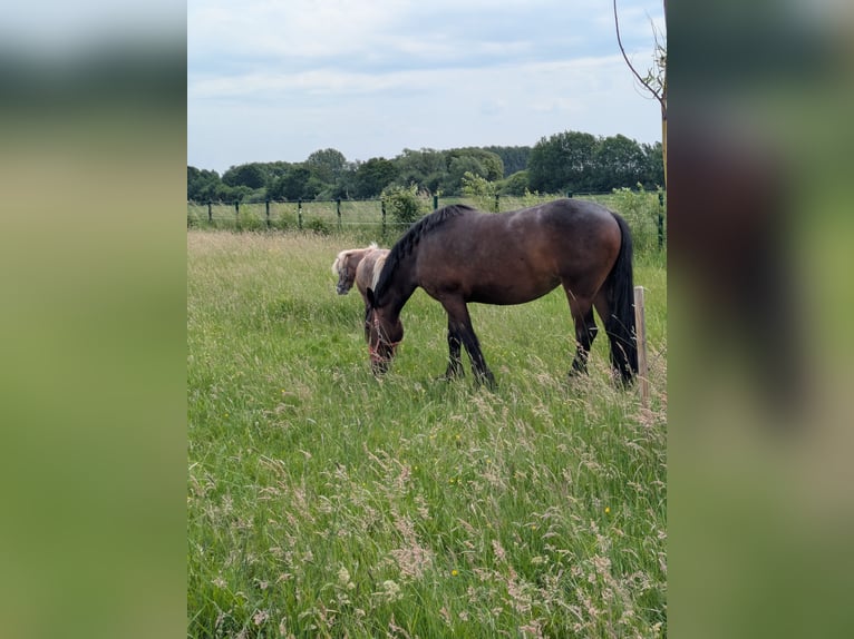 Fries paard Mix Merrie 3 Jaar 156 cm Bruin in Hamm