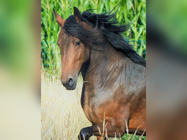 Fries paard Mix Merrie 3 Jaar 156 cm Bruin in Hamm