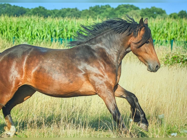 Fries paard Mix Merrie 3 Jaar 156 cm Bruin in Hamm