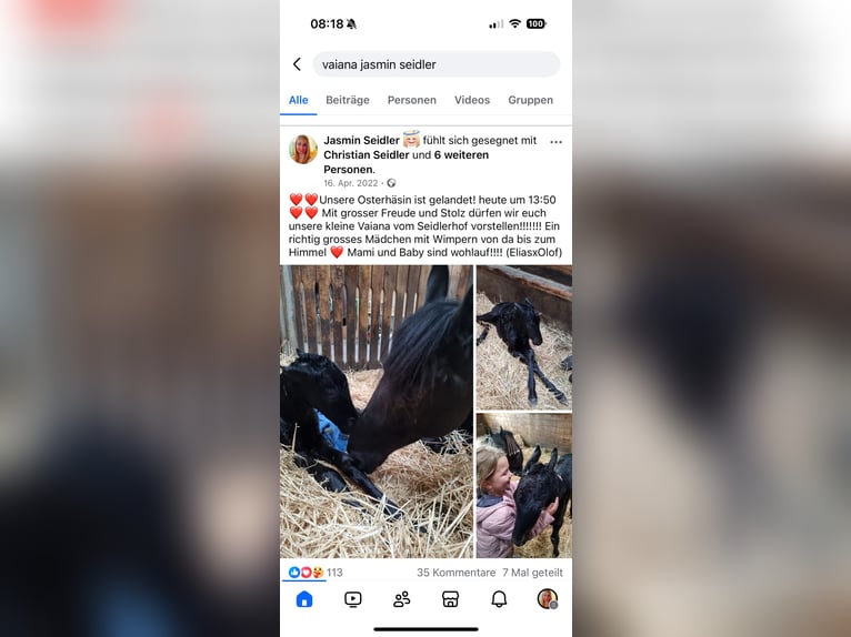Fries paard Merrie 3 Jaar 158 cm Zwart in Kottingbrunn