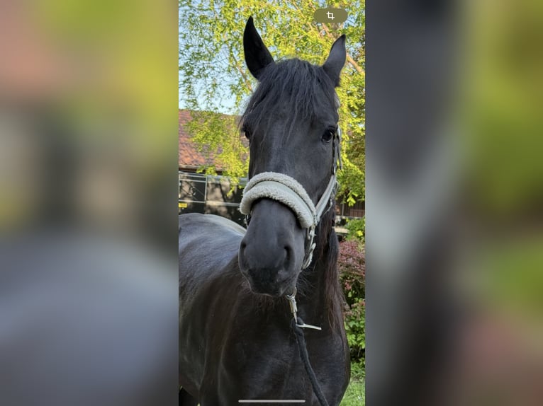 Fries paard Merrie 3 Jaar 158 cm Zwart in Kottingbrunn