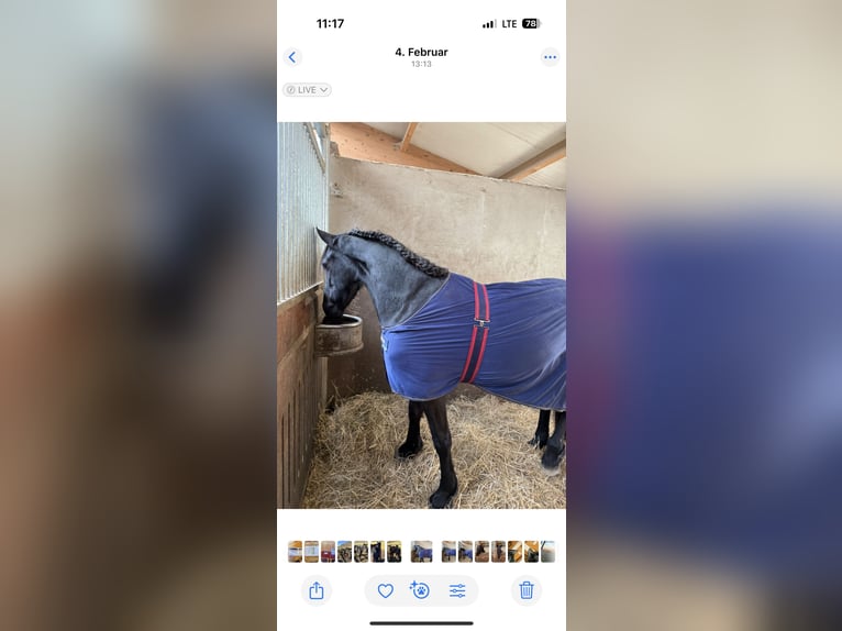Fries paard Merrie 3 Jaar 158 cm Zwart in Kottingbrunn