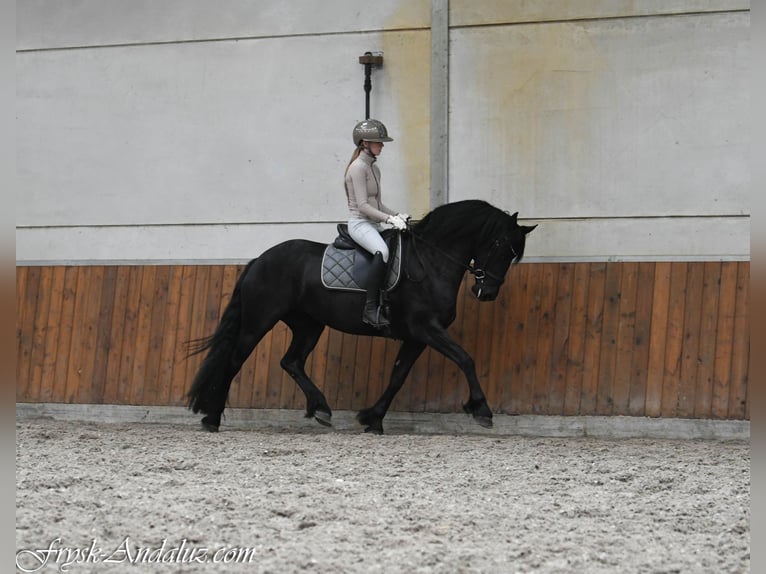 Fries paard Merrie 3 Jaar 159 cm Zwart in Mijnsheerenland