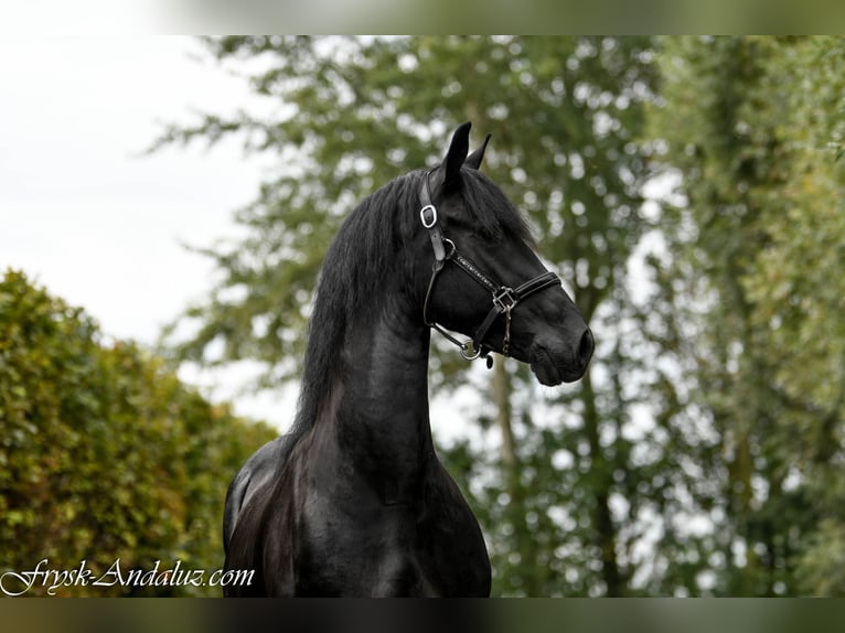 Fries paard Merrie 3 Jaar 159 cm Zwart in Mijnsheerenland