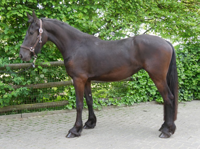 Fries paard Mix Merrie 3 Jaar 160 cm in Dorsten