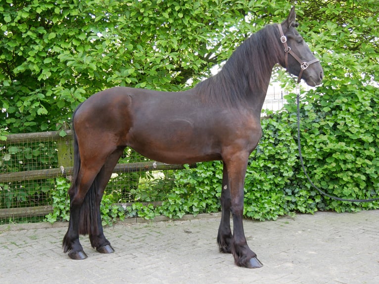 Fries paard Mix Merrie 3 Jaar 160 cm in Dorsten