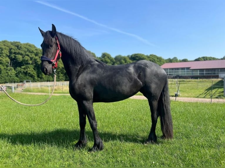 Fries paard Merrie 3 Jaar 160 cm Zwart in Westerau