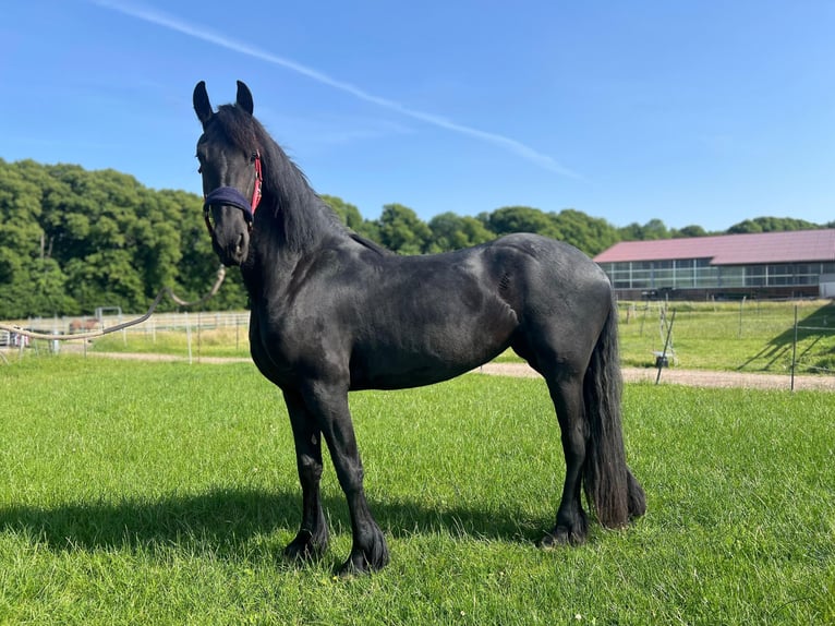Fries paard Merrie 3 Jaar 160 cm Zwart in Westerau