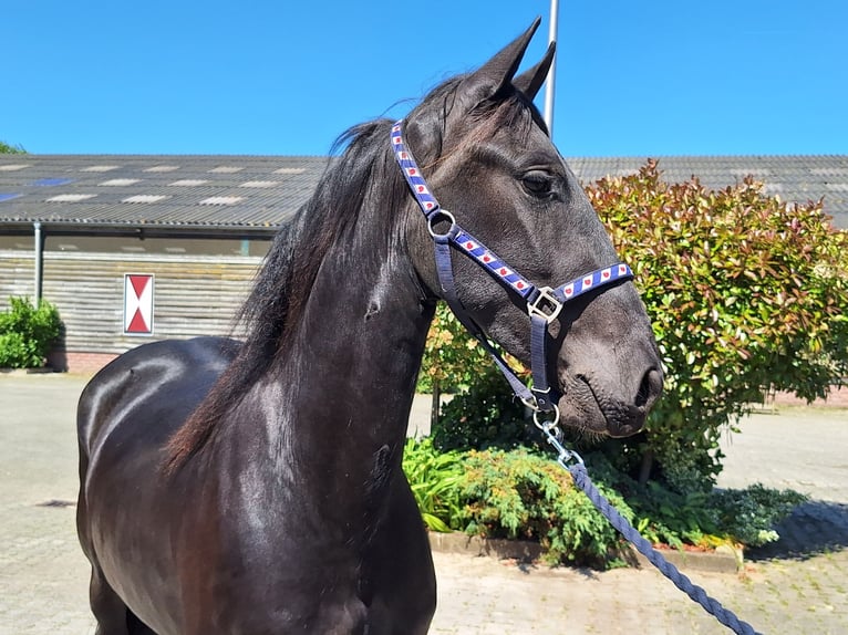 Fries paard Merrie 3 Jaar 160 cm Zwart in Dalen