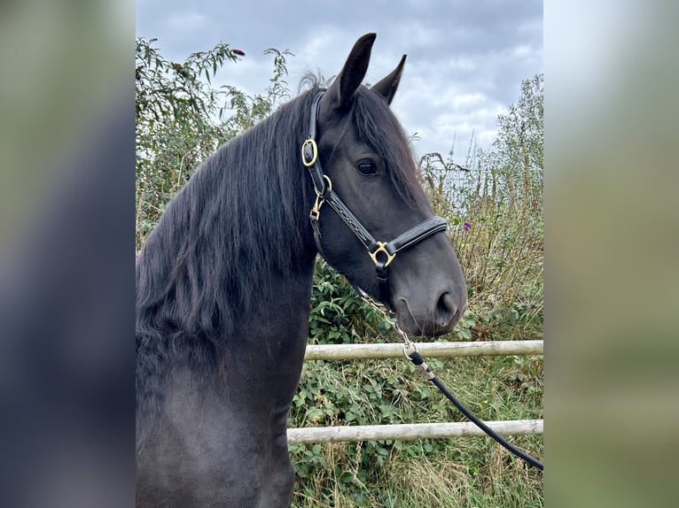 Fries paard Merrie 3 Jaar 161 cm Zwart in De Westereen