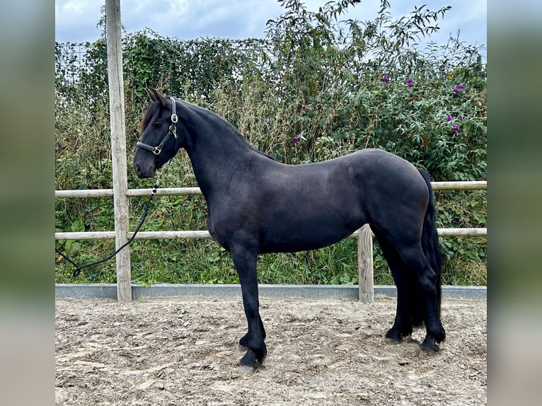 Fries paard Merrie 3 Jaar 161 cm Zwart in De Westereen