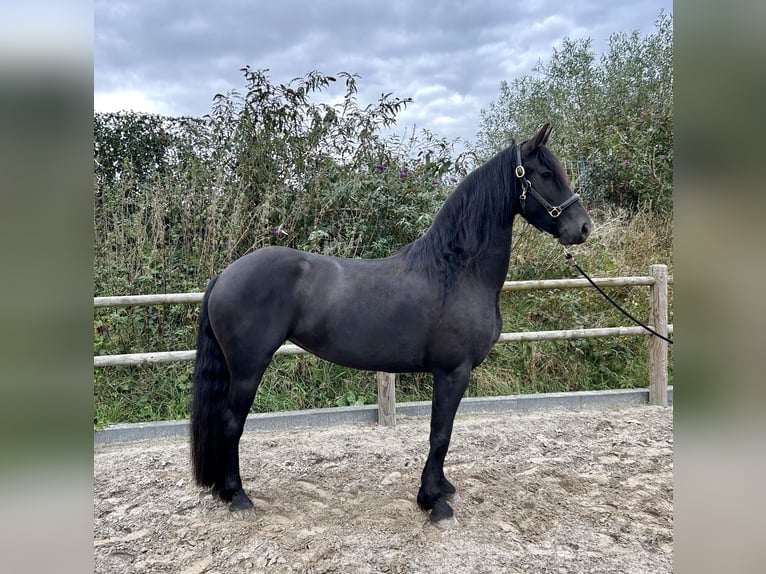 Fries paard Merrie 3 Jaar 161 cm Zwart in De Westereen