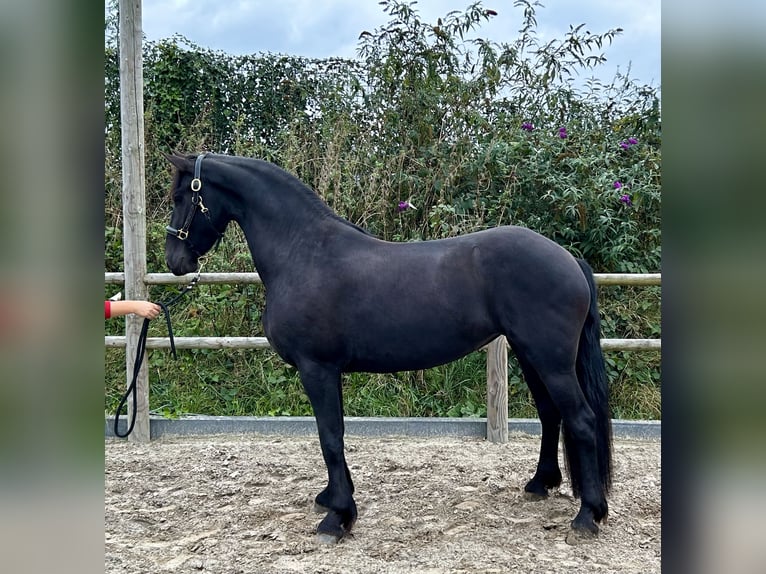 Fries paard Merrie 3 Jaar 161 cm Zwart in De Westereen