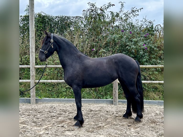 Fries paard Merrie 3 Jaar 161 cm Zwart in De Westereen