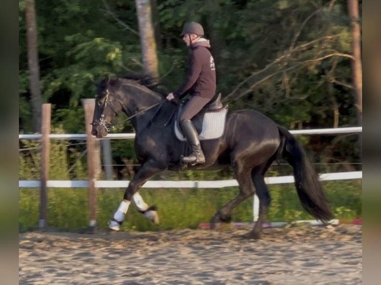 Fries paard Merrie 3 Jaar 161 cm Zwart in Żerocin