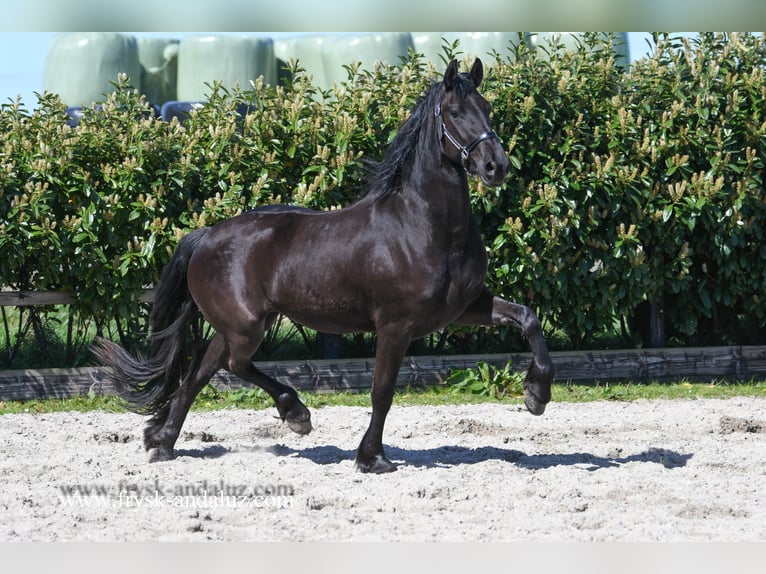 Fries paard Merrie 3 Jaar 162 cm Zwart in Mijnsheerenland