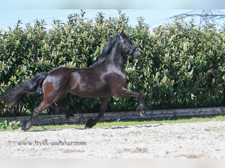 Fries paard Merrie 3 Jaar 162 cm Zwart in Mijnsheerenland