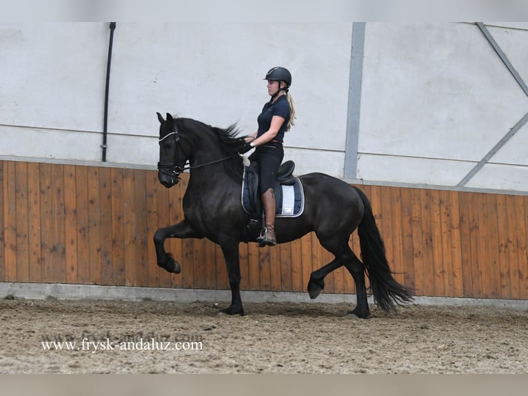 Fries paard Merrie 3 Jaar 162 cm Zwart in Mijnsheerenland