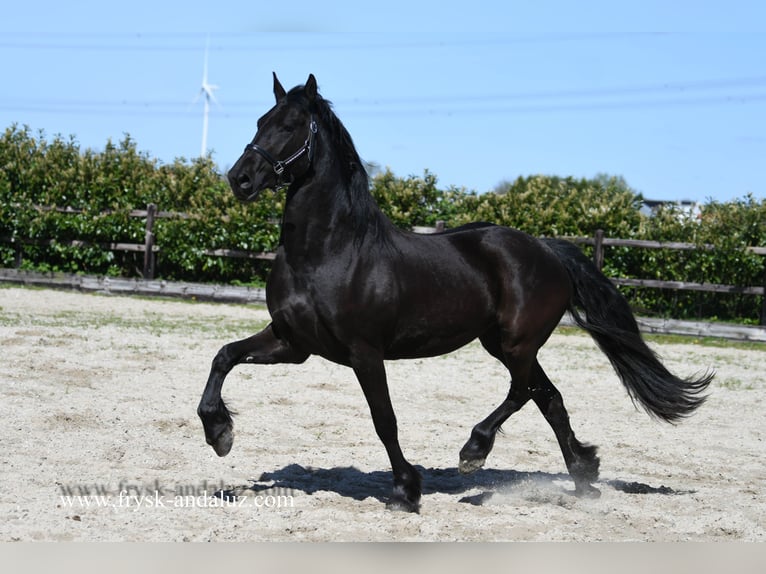 Fries paard Merrie 3 Jaar 162 cm Zwart in Mijnsheerenland