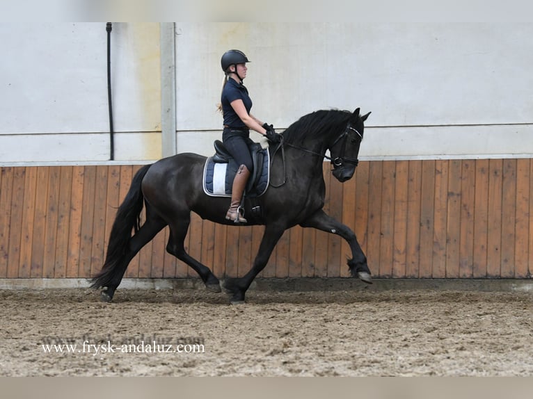 Fries paard Merrie 3 Jaar 162 cm Zwart in Mijnsheerenland