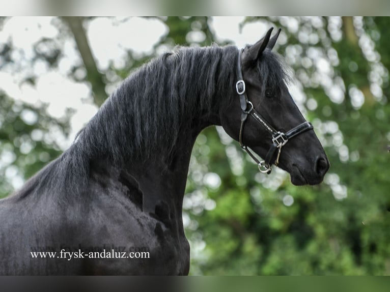 Fries paard Merrie 3 Jaar 162 cm Zwart in Mijnsheerenland