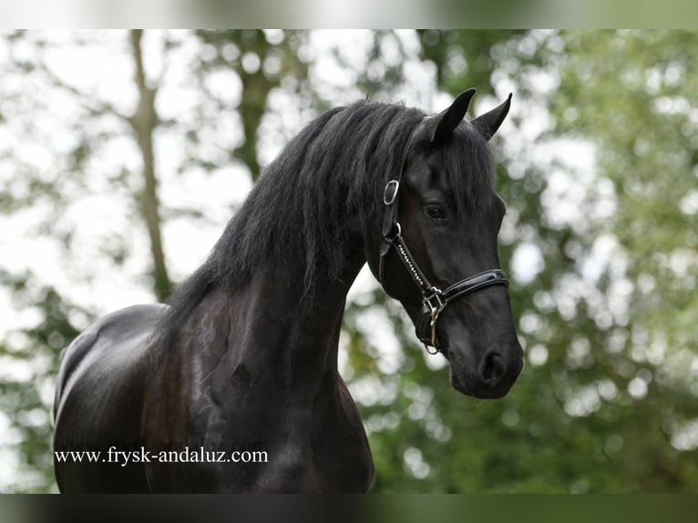 Fries paard Merrie 3 Jaar 162 cm Zwart in Mijnsheerenland