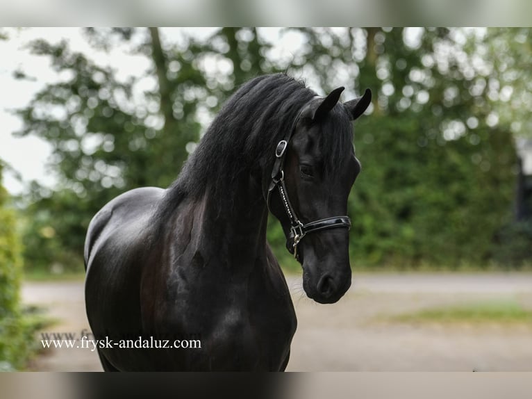 Fries paard Merrie 3 Jaar 162 cm Zwart in Mijnsheerenland