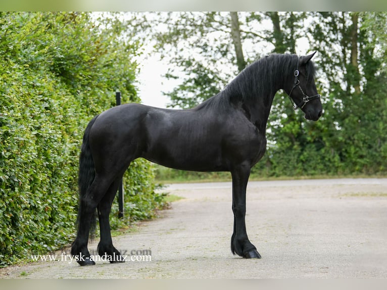 Fries paard Merrie 3 Jaar 162 cm Zwart in Mijnsheerenland