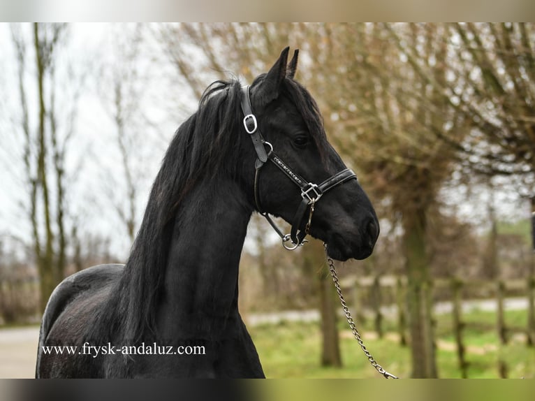 Fries paard Merrie 3 Jaar 162 cm Zwart in Mijnsheerenland