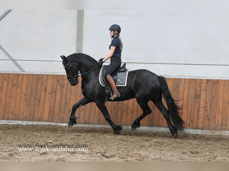 Fries paard Merrie 3 Jaar 163 cm Zwart in Mijnsheerenland