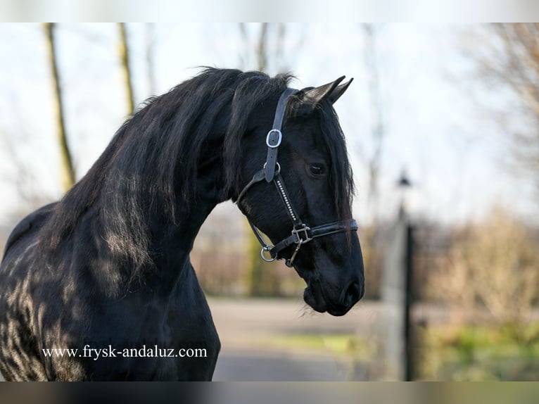 Fries paard Merrie 3 Jaar 163 cm Zwart in Mijnsheerenland