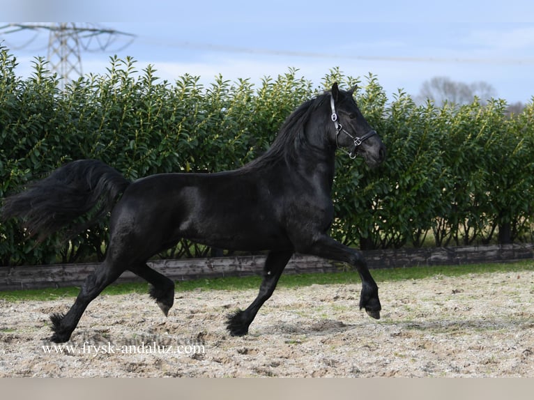 Fries paard Merrie 3 Jaar 163 cm Zwart in Mijnsheerenland