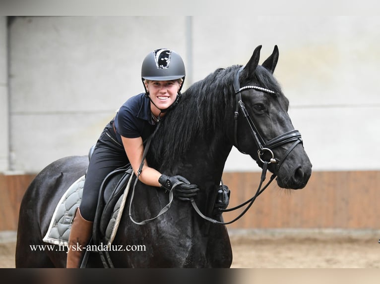 Fries paard Merrie 3 Jaar 163 cm Zwart in Mijnsheerenland