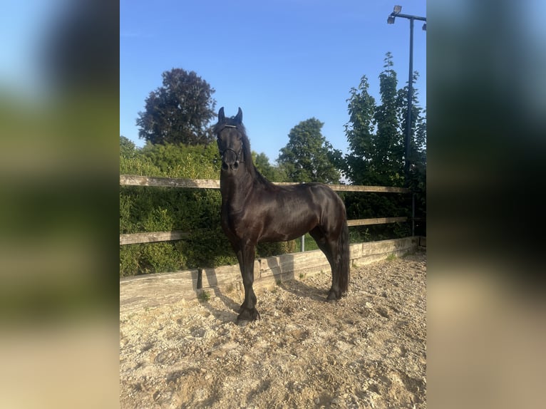 Fries paard Merrie 3 Jaar 163 cm Zwart in Feldkirchen-Westerham