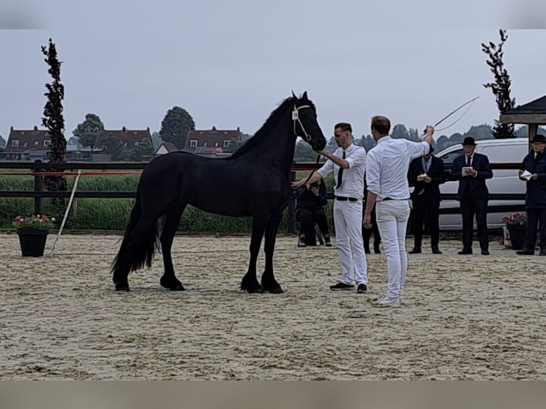 Fries paard Merrie 3 Jaar 163 cm Zwart in Een