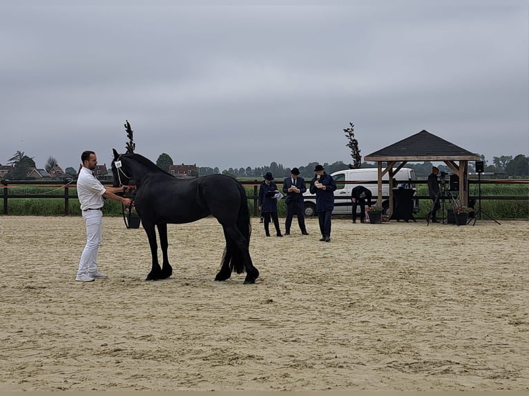 Fries paard Merrie 3 Jaar 163 cm Zwart in Een