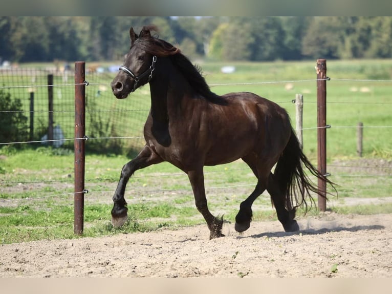 Fries paard Merrie 3 Jaar 163 cm Zwart in Elim