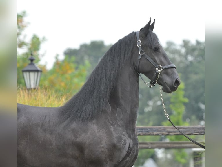 Fries paard Merrie 3 Jaar 165 cm Zwart in Lunteren