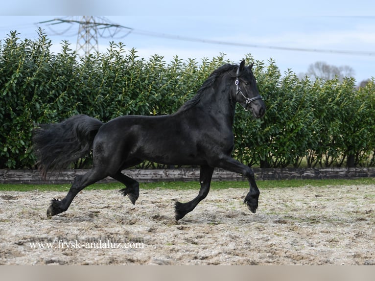 Fries paard Merrie 3 Jaar 165 cm Zwart in Mijnsheerenland