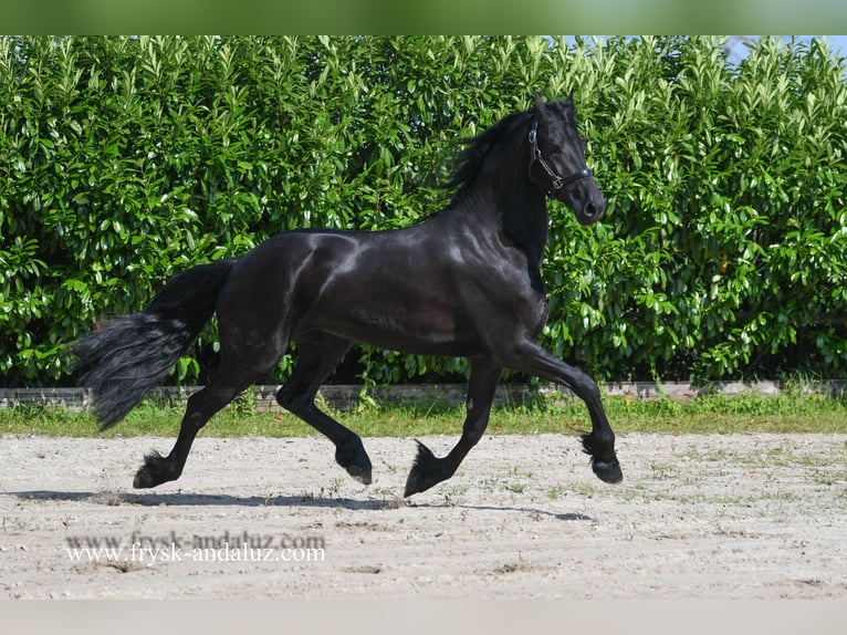 Fries paard Merrie 3 Jaar 165 cm Zwart in Mijnsheerenland