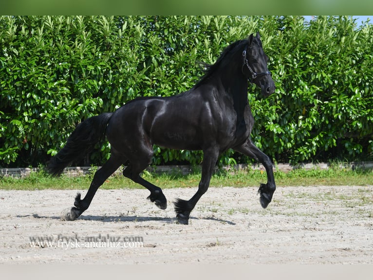 Fries paard Merrie 3 Jaar 165 cm Zwart in Mijnsheerenland