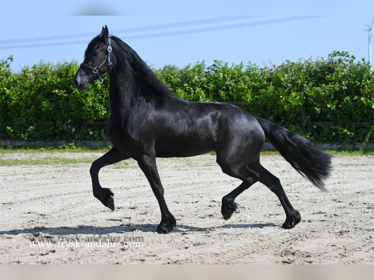 Fries paard Merrie 3 Jaar 165 cm Zwart in Mijnsheerenland